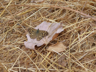 Speckled wood at Flint
