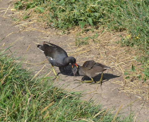 Moorhen scolding