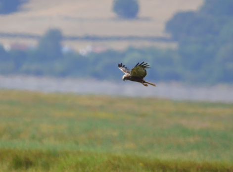 Male Marsh harrier