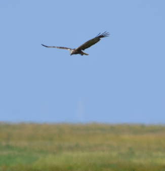 Male Marsh harrier 2
