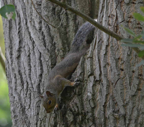 Squirrel Big Pool Wood
