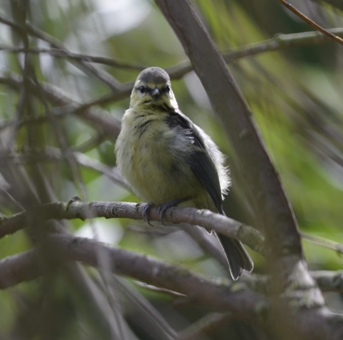 Blue tit 3 Big Pool