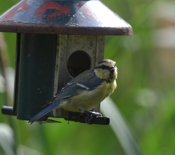 Blue tit Big Pool