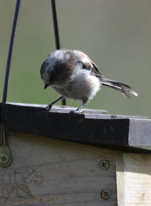 Long-tailed tit Big