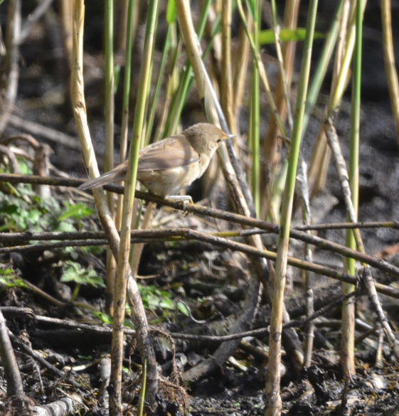 Reed warbler Big Pool