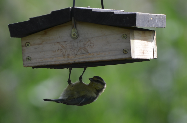 Blue tit 2 Big Pool