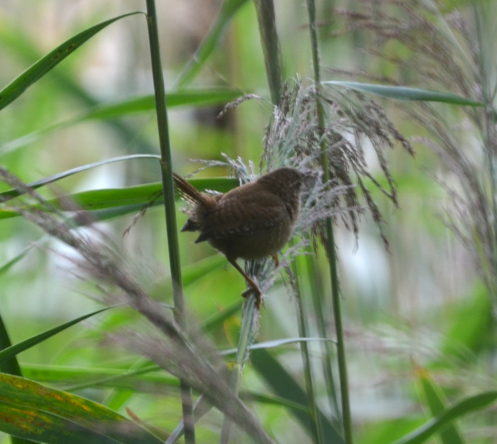 Wren Big Pool Wood