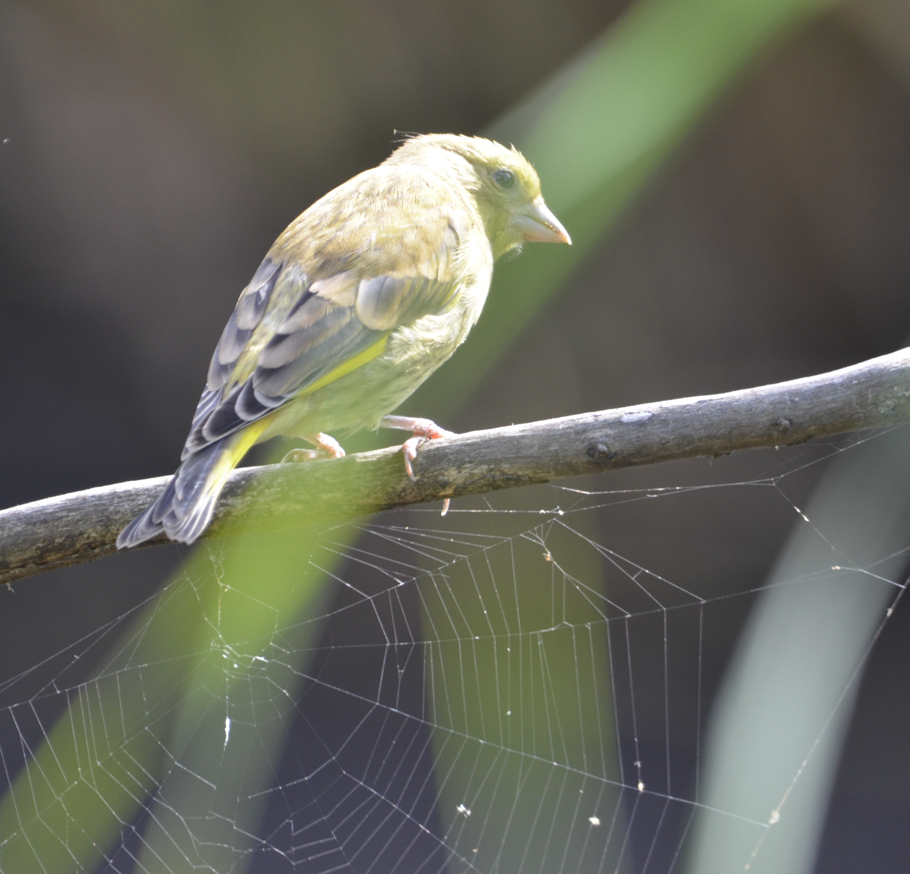 Greenfinch Big Pool Wood