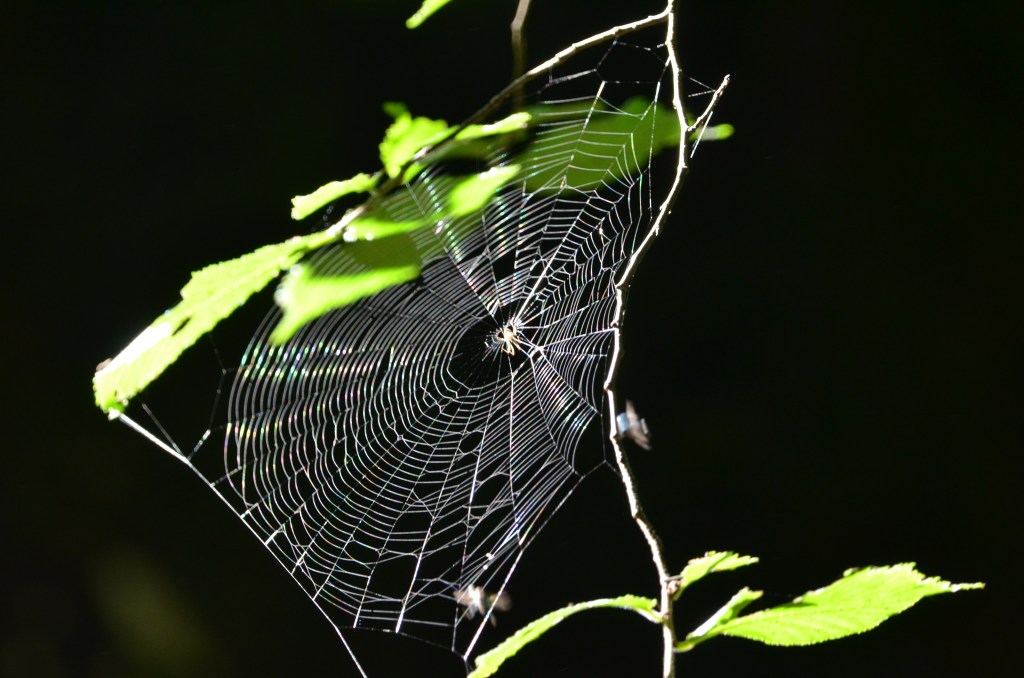 Web Alyn