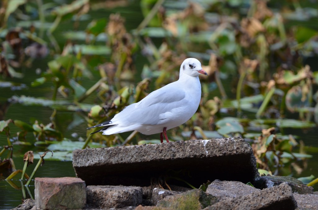 BHG non breeding