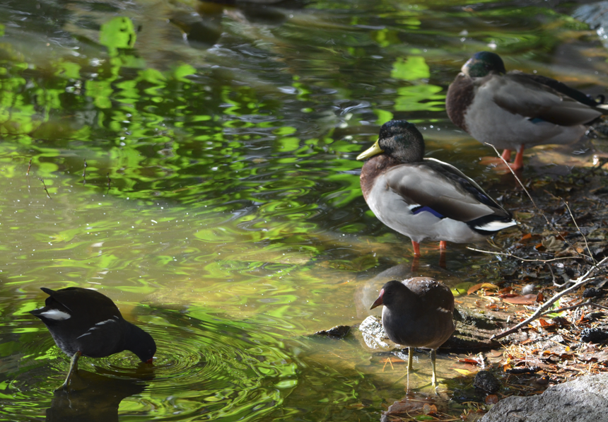 Mallard water Roy
