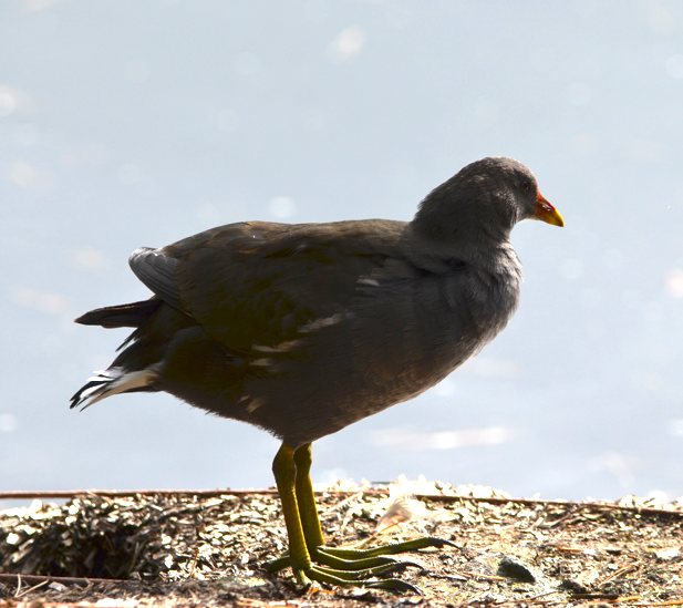 Young Moorhen
