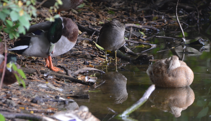 Lethargic Mallards