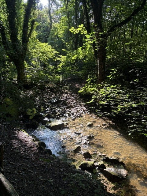 Green Alyn