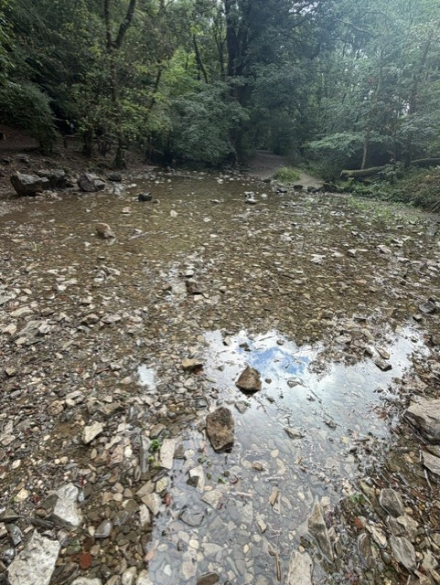Puddle Alyn