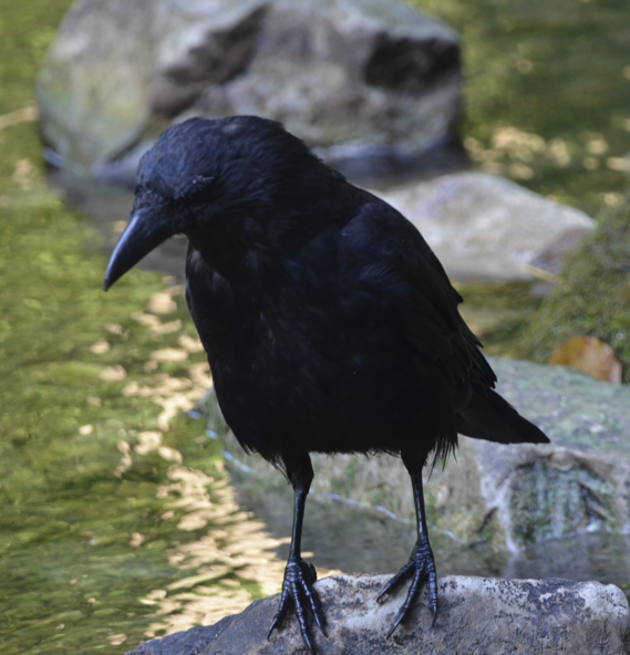 Crow Alyn