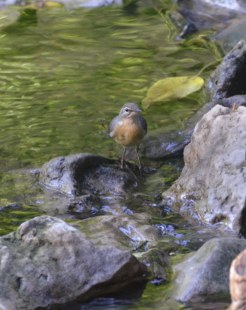 Robin facing Alyn
