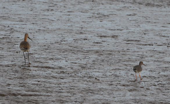 Redshank and Godwit