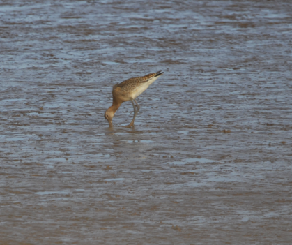 Godwit solo
