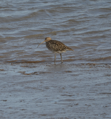 Curlew at Mostyn