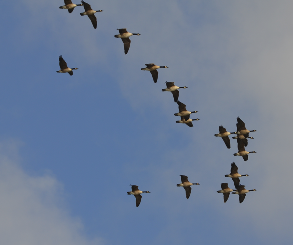 Geese at Mostyn