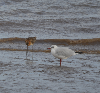 BHG and Godwit Mostyn