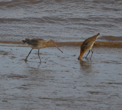 Godwit pair