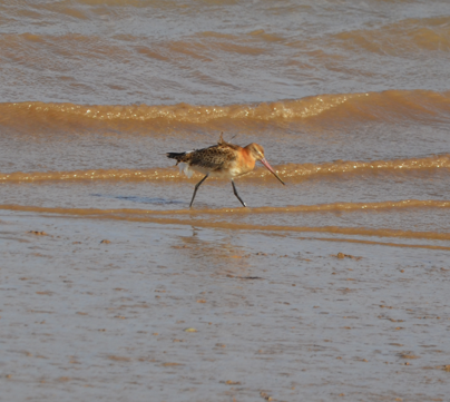 Godwit solo red