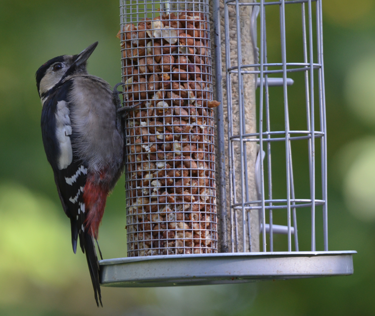 Woodpecker bp