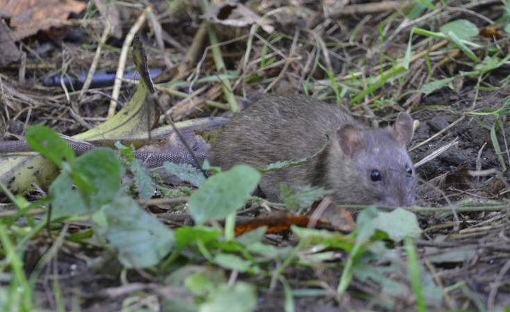 Rat bp
