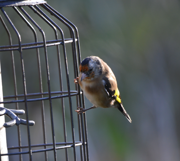 Goldfinch juvenile bp