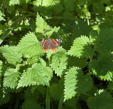 Red admiral bp