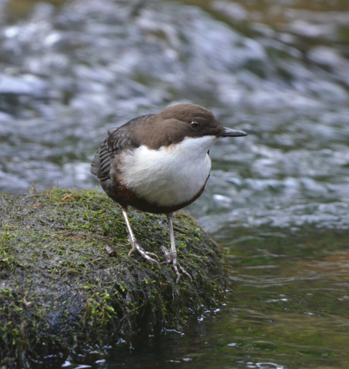 Dipper returns