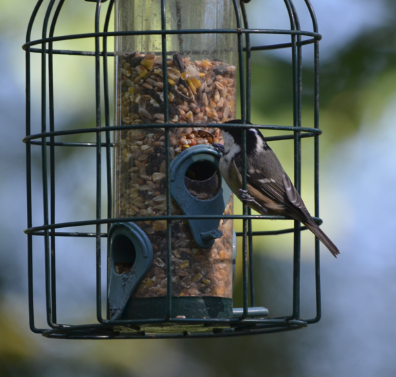 Coal tit bp