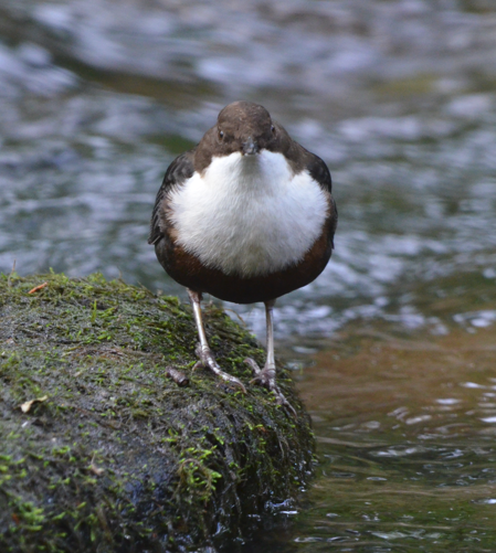 Dipper returns 2