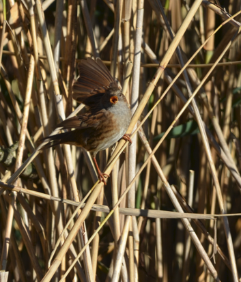 Dunnock blended