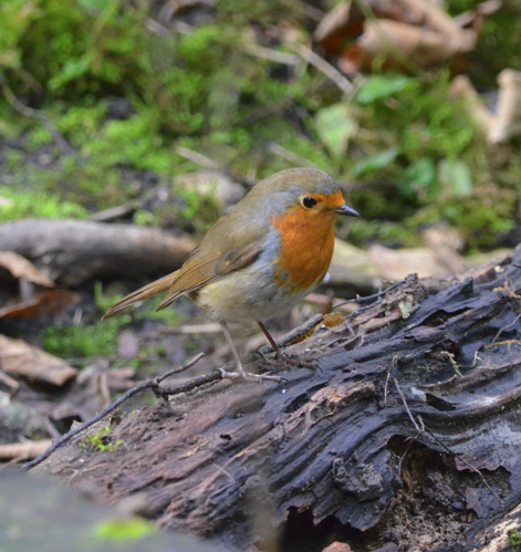 Robin on rotting log