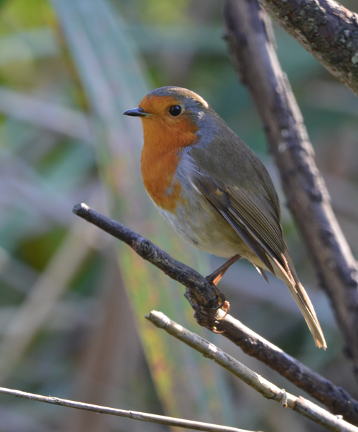 Robin bp