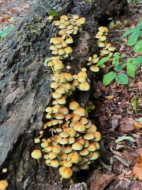 Sulphur tuft Loggerheads