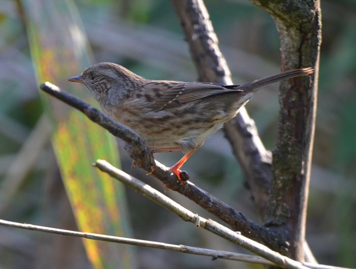 Dunnock bp