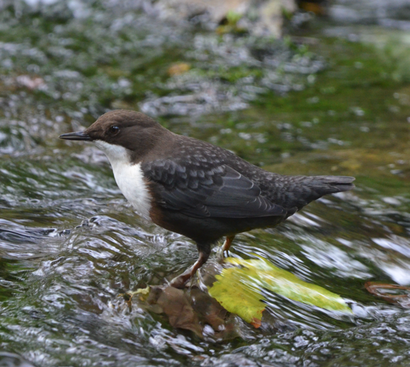 Dipper by wooden bridge