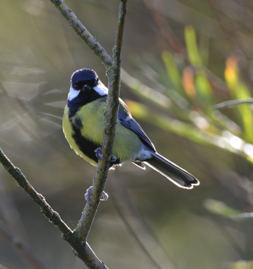 Blue tit facing bp
