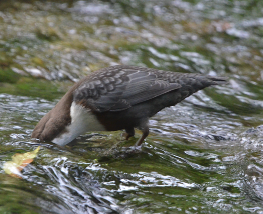 Dipper dipping by wooden bridge
