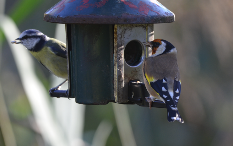 Blue tit and Goldfinch