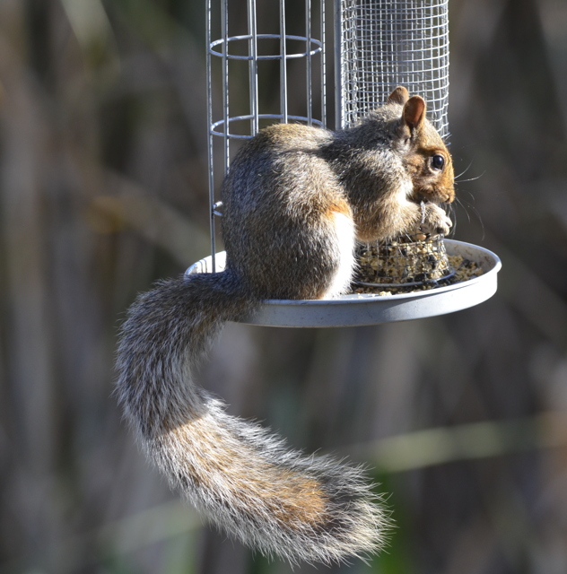 Squirrel bp