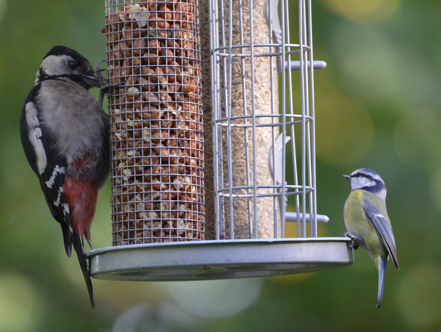 Woodpecker and Blue tit