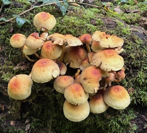 Sulphur tuft 2